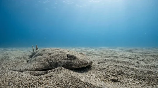 An angel shark partially buried in sandy seabed with only eyes visible, viewed from diver's low-angle perspective underwater