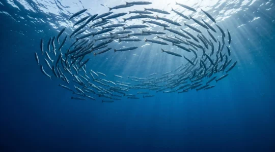 A vast school of barracuda swimming in formation through crystal-clear blue water, shot from below with sun rays penetrating the surface