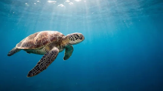 Green sea turtle swimming gracefully in clear blue water approaching the viewer in a natural marine environment