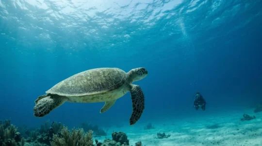 Underwater scene showing marine wildlife in their natural habitat with minimal human presence