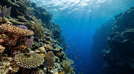Pristine underwater reef scene with vibrant marine life and clear blue waters representing southern dive destinations