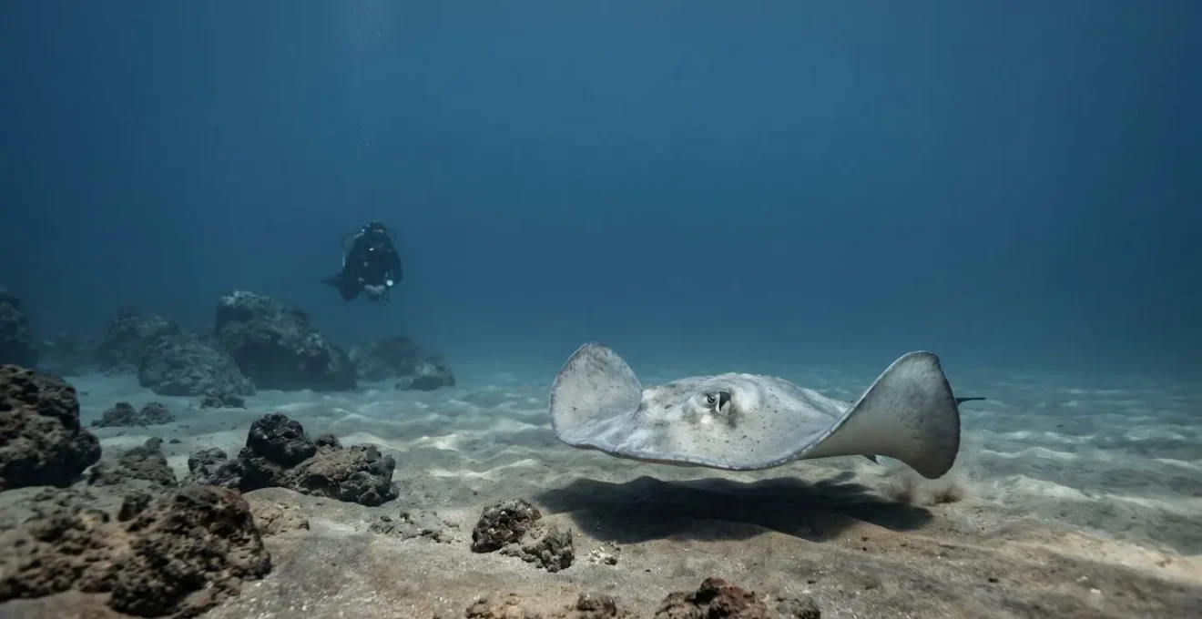 A diver observing a stingray in natural underwater environment without interaction