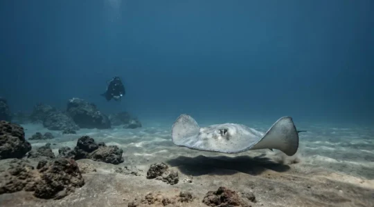 A diver observing a stingray in natural underwater environment without interaction