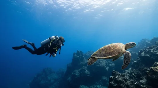 Scuba diver observing a protected marine turtle in Tenerife's crystal-clear volcanic underwater landscape
